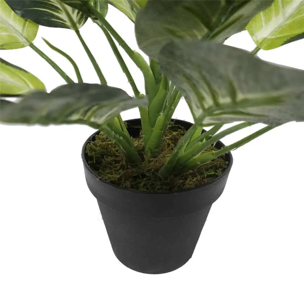 Leopard Lily (Dieffenbachia) with Pot 40cm Wholesale Hub