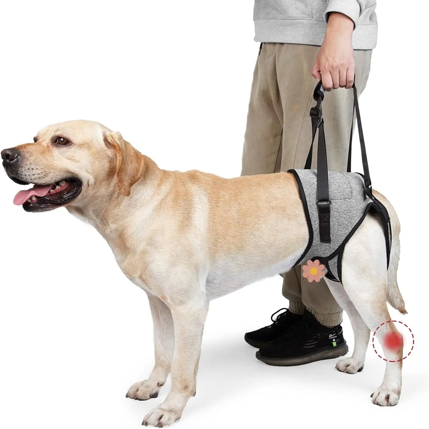 Dog Lift Harness - Adjustable Support for Medium Large Dogs, Comfortable Design with Padded Back Legs for Elderly, Injured, Arthritic, Senior, Disabled Dogs（M） Wholesale Hub