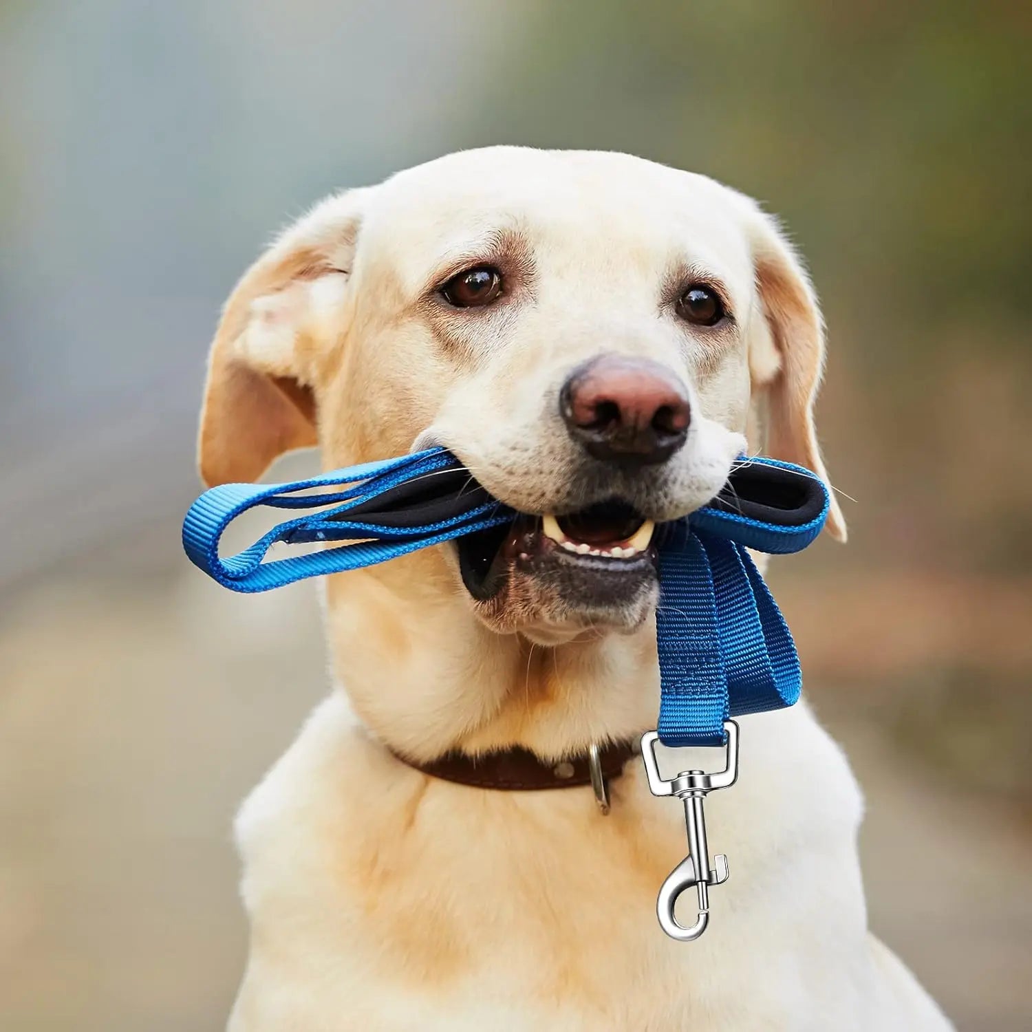 12 Pack Dog Leash Bulk, Double Sided Reflective, Nylon Leashes with Padded Handle for Small, Medium, and Large Dogs, 5 Feet Long, Puppy Walking Training Wholesale Hub
